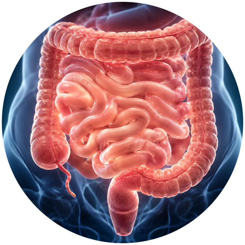 Gut